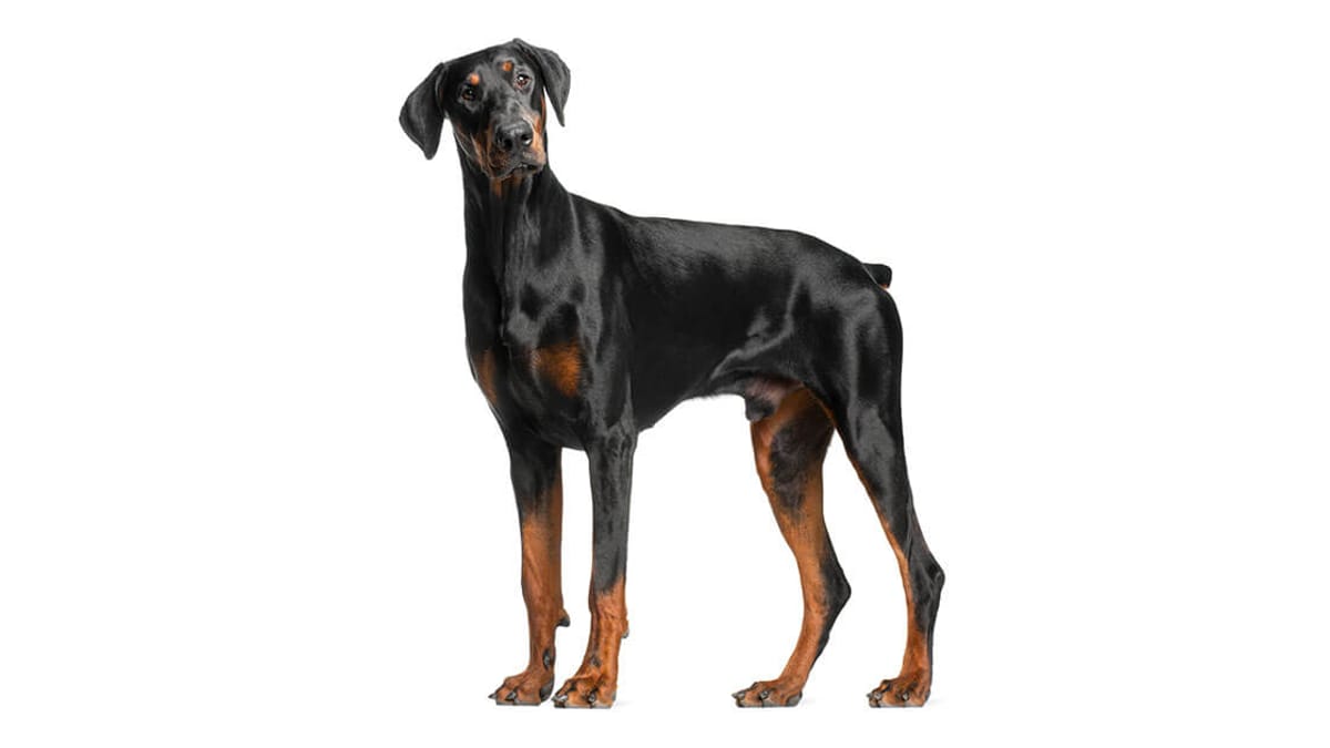 cuanto vale un cachorro doberman pura raza