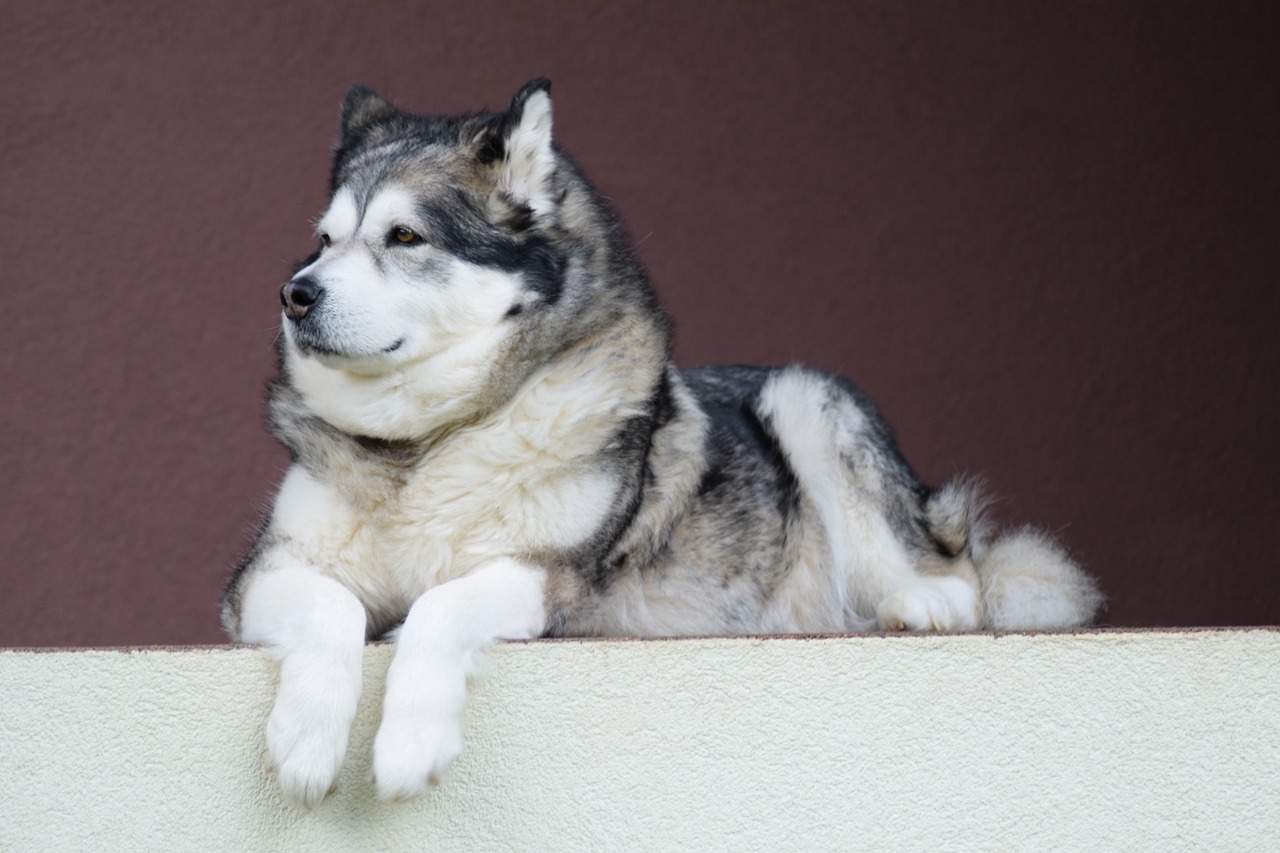 son malamutes dificiles de entrenar