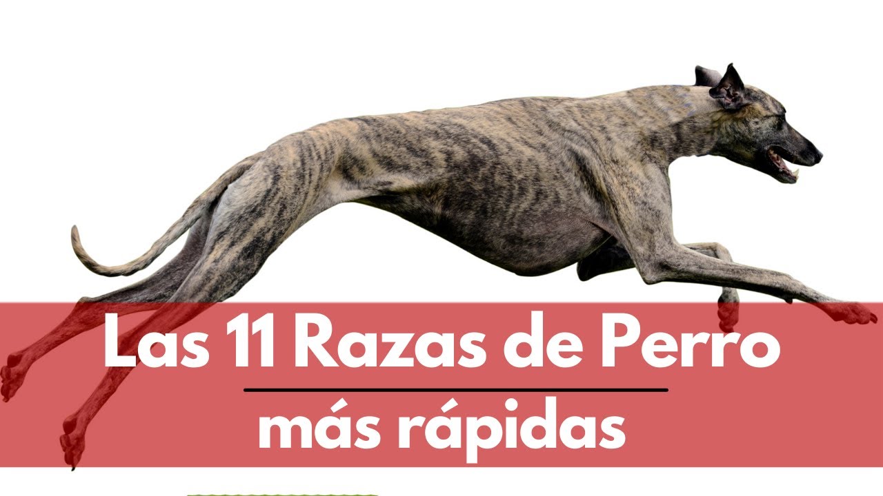 cuanto tiempo debe correr un perro