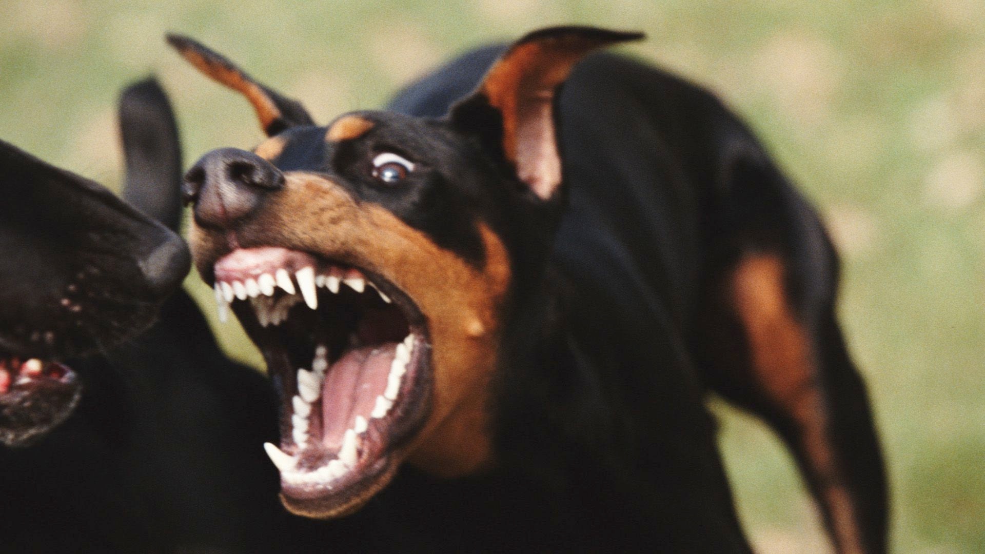 los doberman pinscher ladran mucho