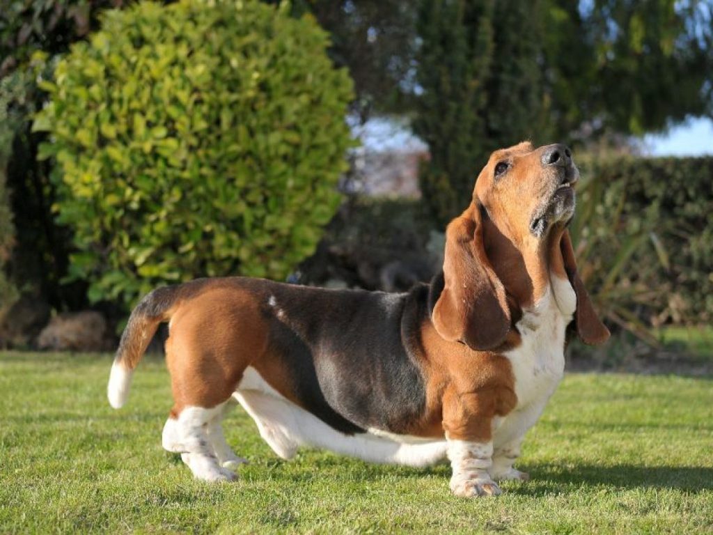 de que esta hecho un basset hound