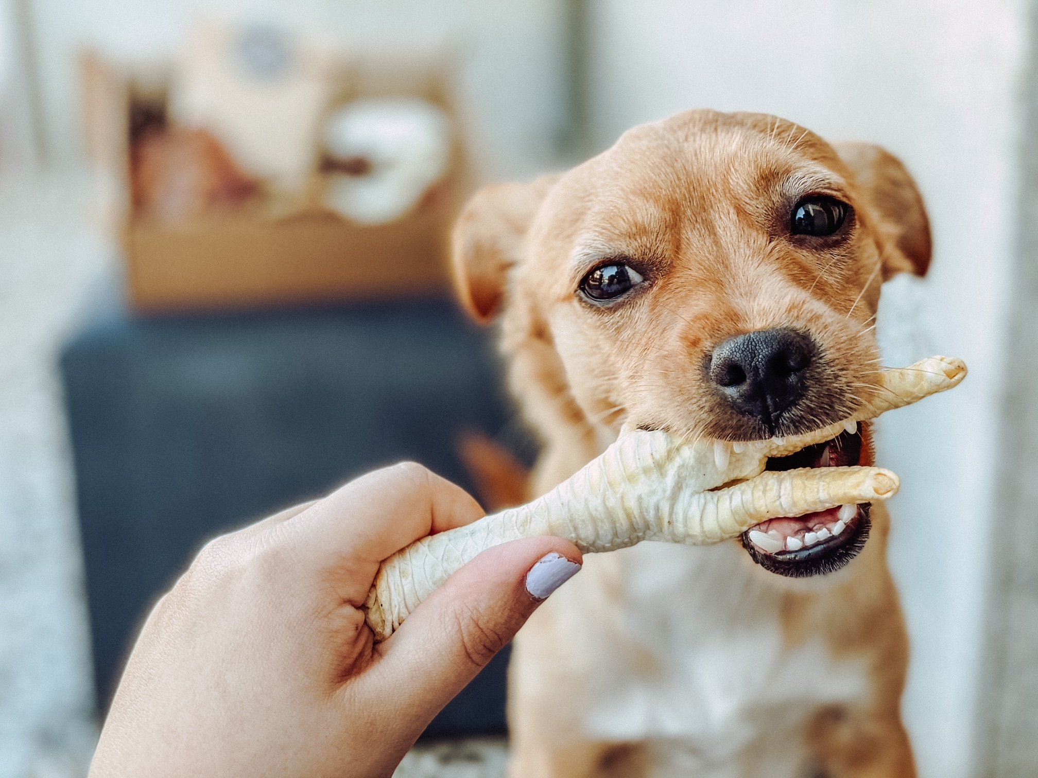 mi perro se puede enfermar por comer pollo crudo