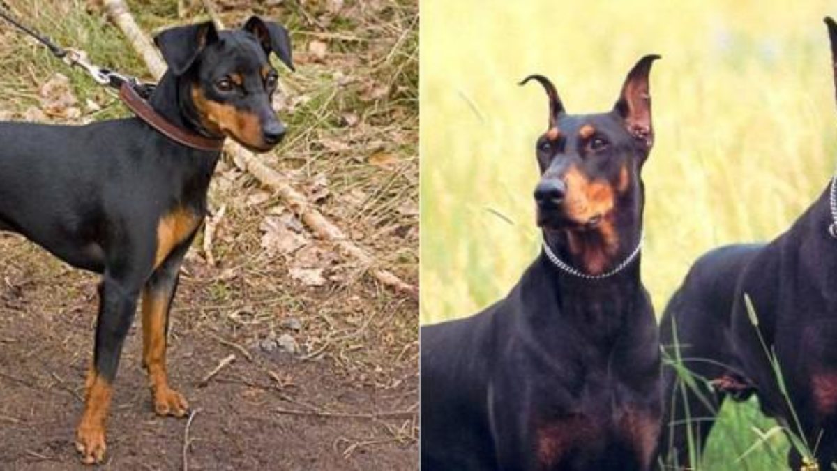 un perro que parece doberman