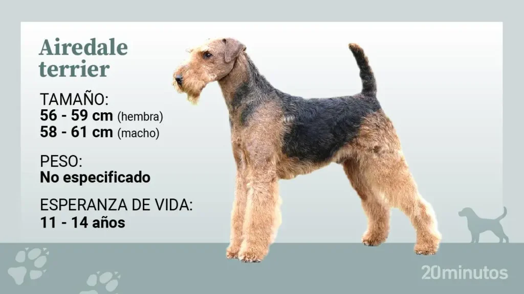 como recortar airedale terrier