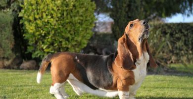 cuanto cuestan los cachorros basset hound