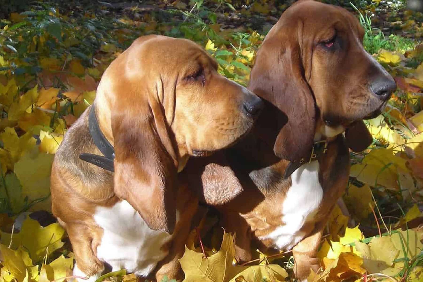 son los basset hound euro sanos