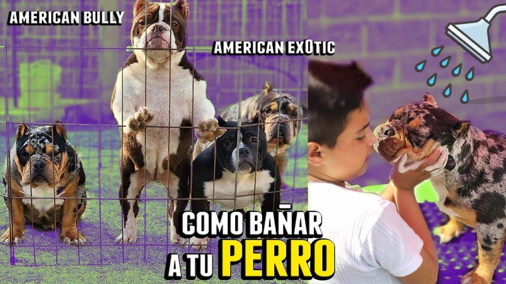 Cómo Bañar A Un American Bully | Blog De ADOPTA Un Animal