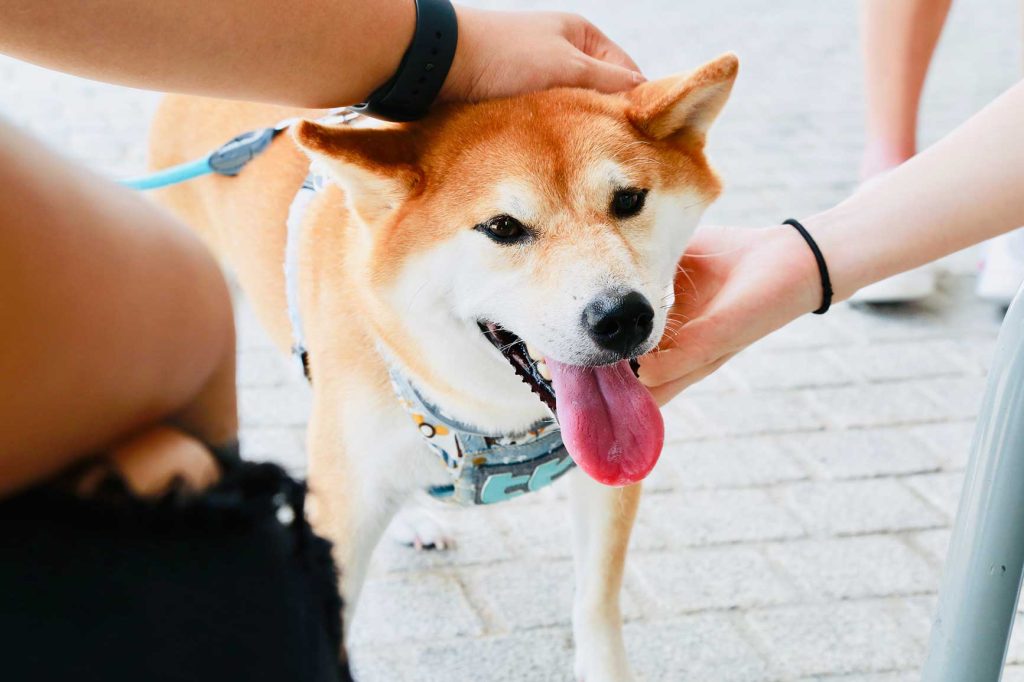 Cómo cansar a un Kishu Inu | Blog de ADOPTA un Animal