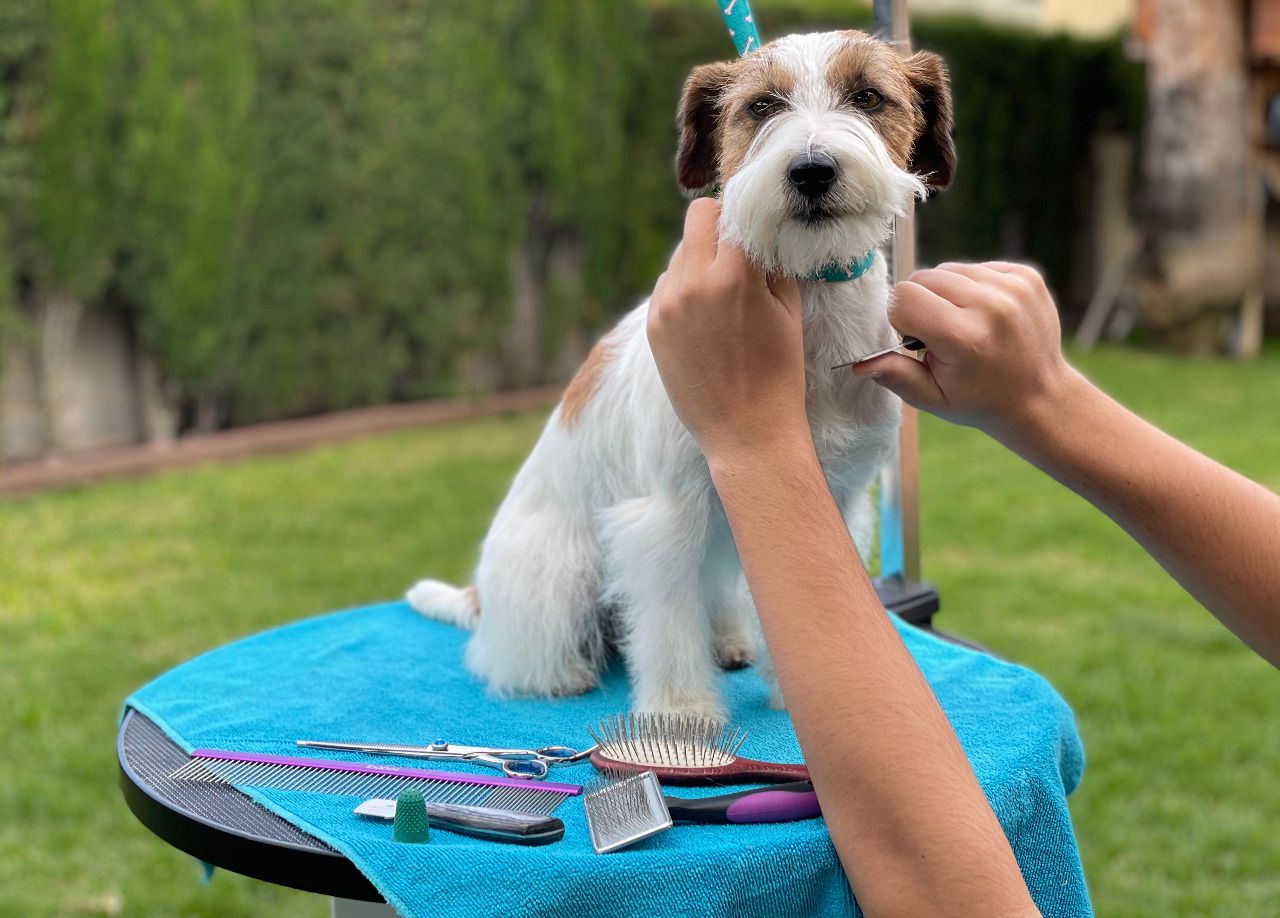 jack russell necesita cortes de pelo