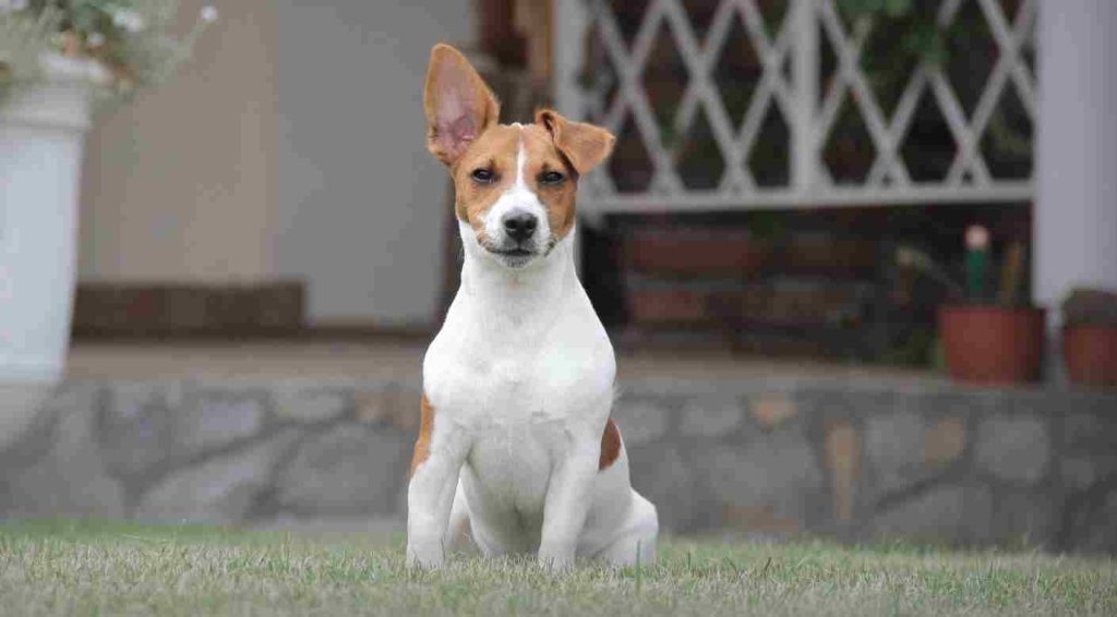 Cómo desarrollar masa muscular en un Jack Russell Terrier | Blog de ...