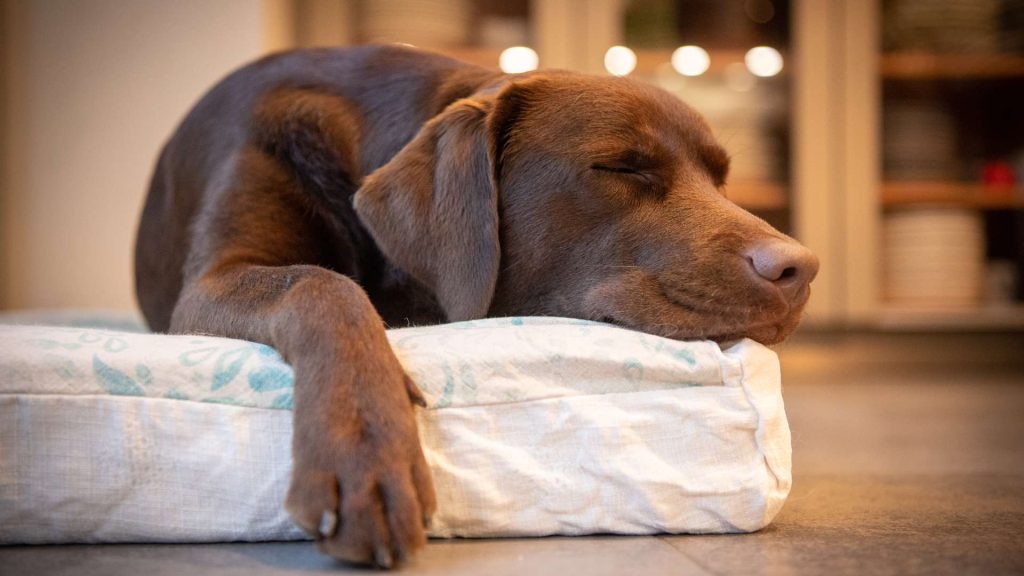 Cómo Dormir A Un Cachorro Labrador Retriever | Blog De ADOPTA Un Animal