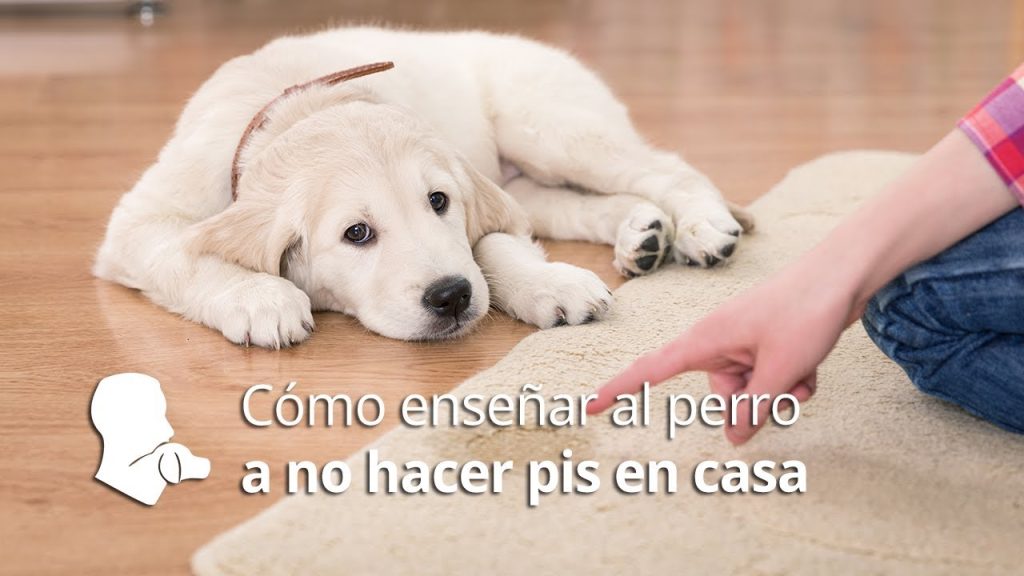 Cómo Educar A Un Cachorro Billy Para Qué No Muerda | Blog De ADOPTA Un ...