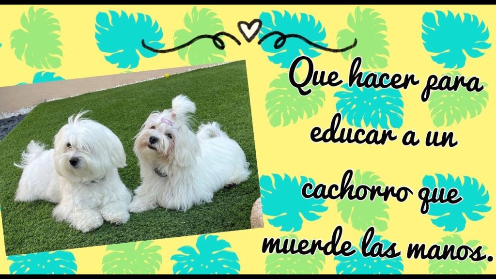 Cómo Educar A Un Cachorro Cotón De Tulear Para Qué No Muerda | Blog De ...