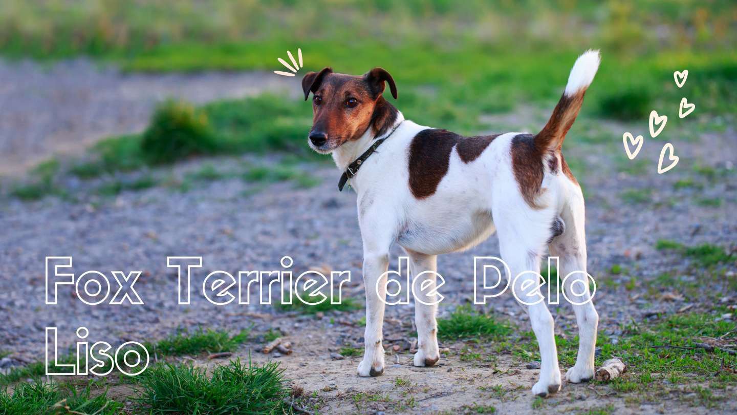 los fox terrier son buenos con los gatos