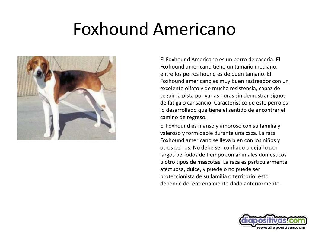 pueden un foxhound americano y un perro koyun ser amigos