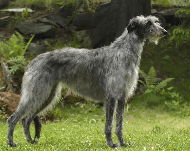 Cómo Educar A Un Cachorro Lebrel Escocés Para Qué No Muerda | Blog De ...