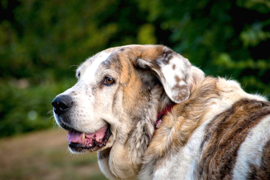 cómo entrenar a un cachorro mastín para que no muerda