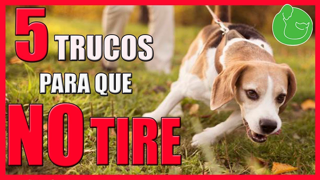 puedes entrenar a un perro para que no ladre