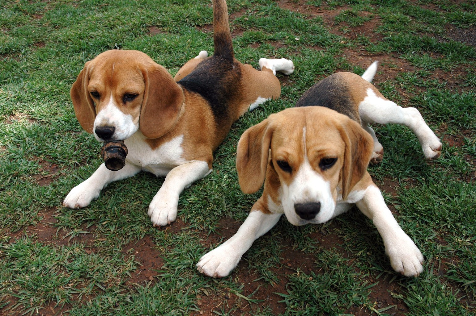 pueden un foxhound americano y un perro koyun ser amigos