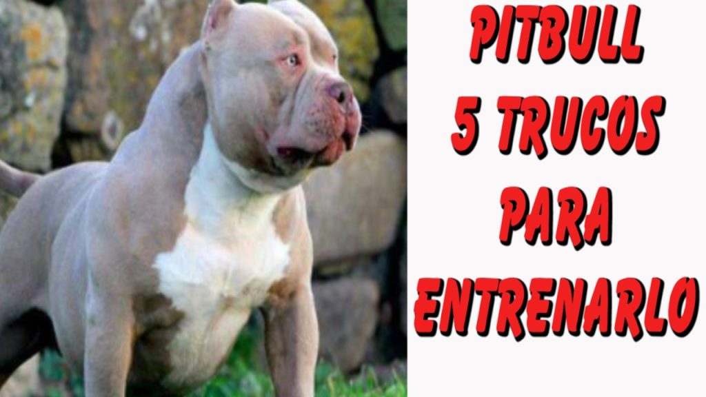 cuales son los comandos basicos para educar a un cachorro pitbull