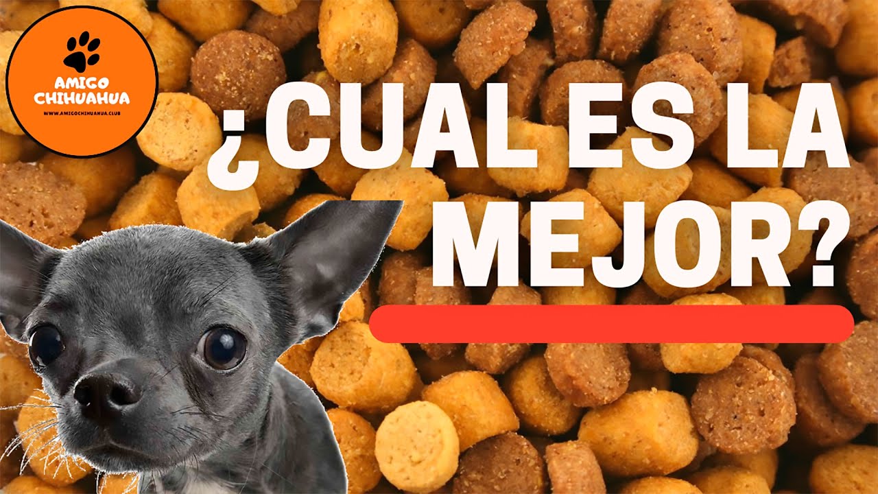 por qué los chihuahuas son quisquillosos con la comida