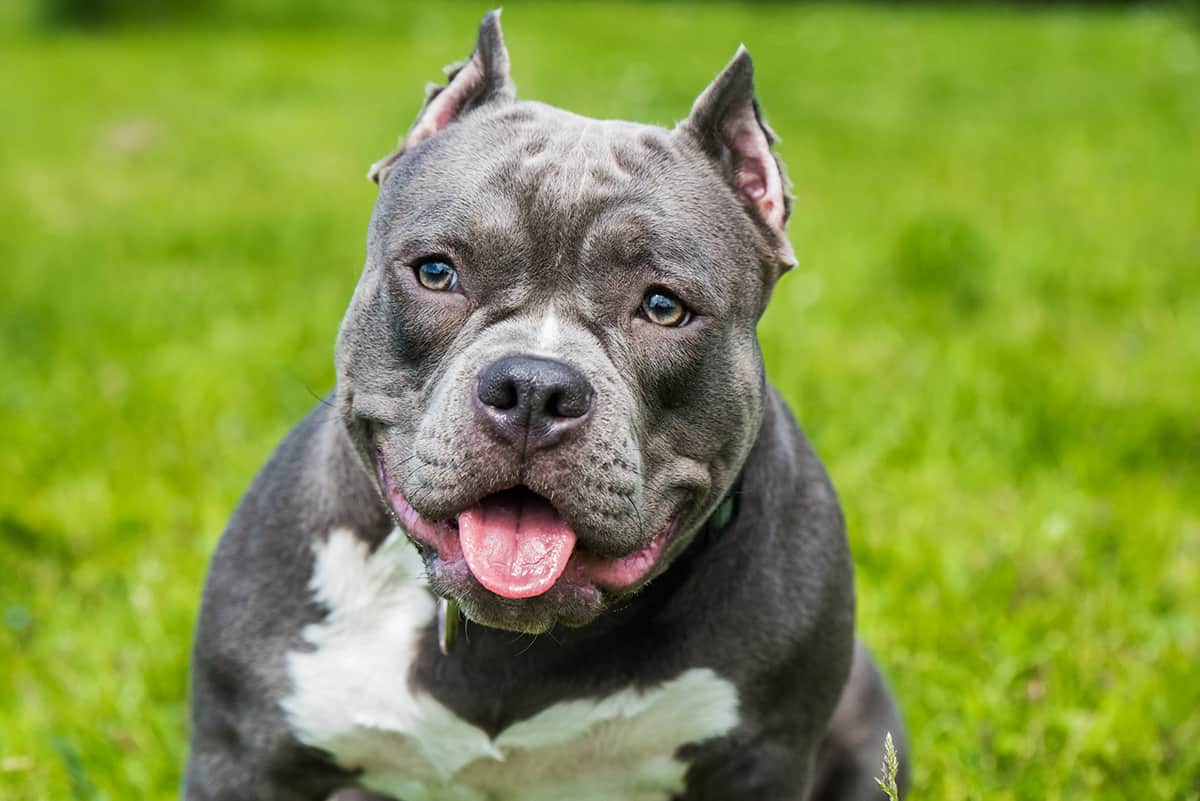 Cuándo Se Puede Bañar A Un Cachorro De American Bully | Blog De ADOPTA ...