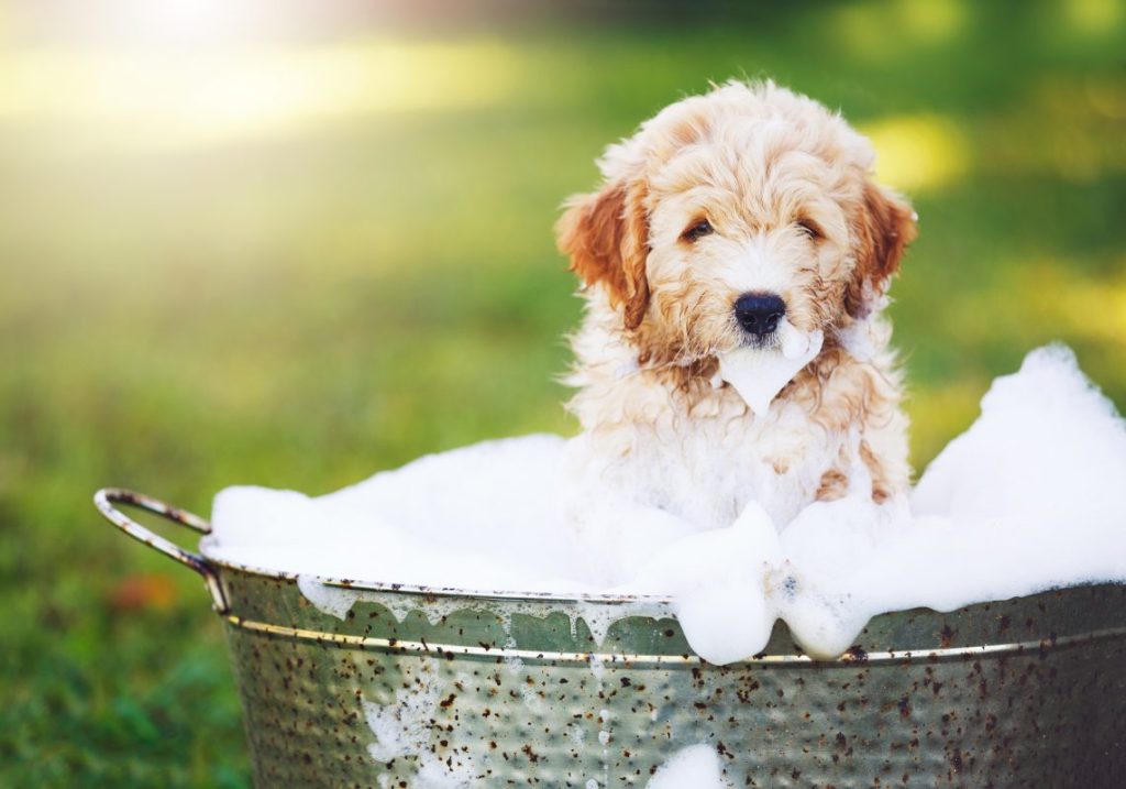 Cuándo Se Puede Bañar A Un Cachorro De Griffon Briquet Vendeano | Blog ...