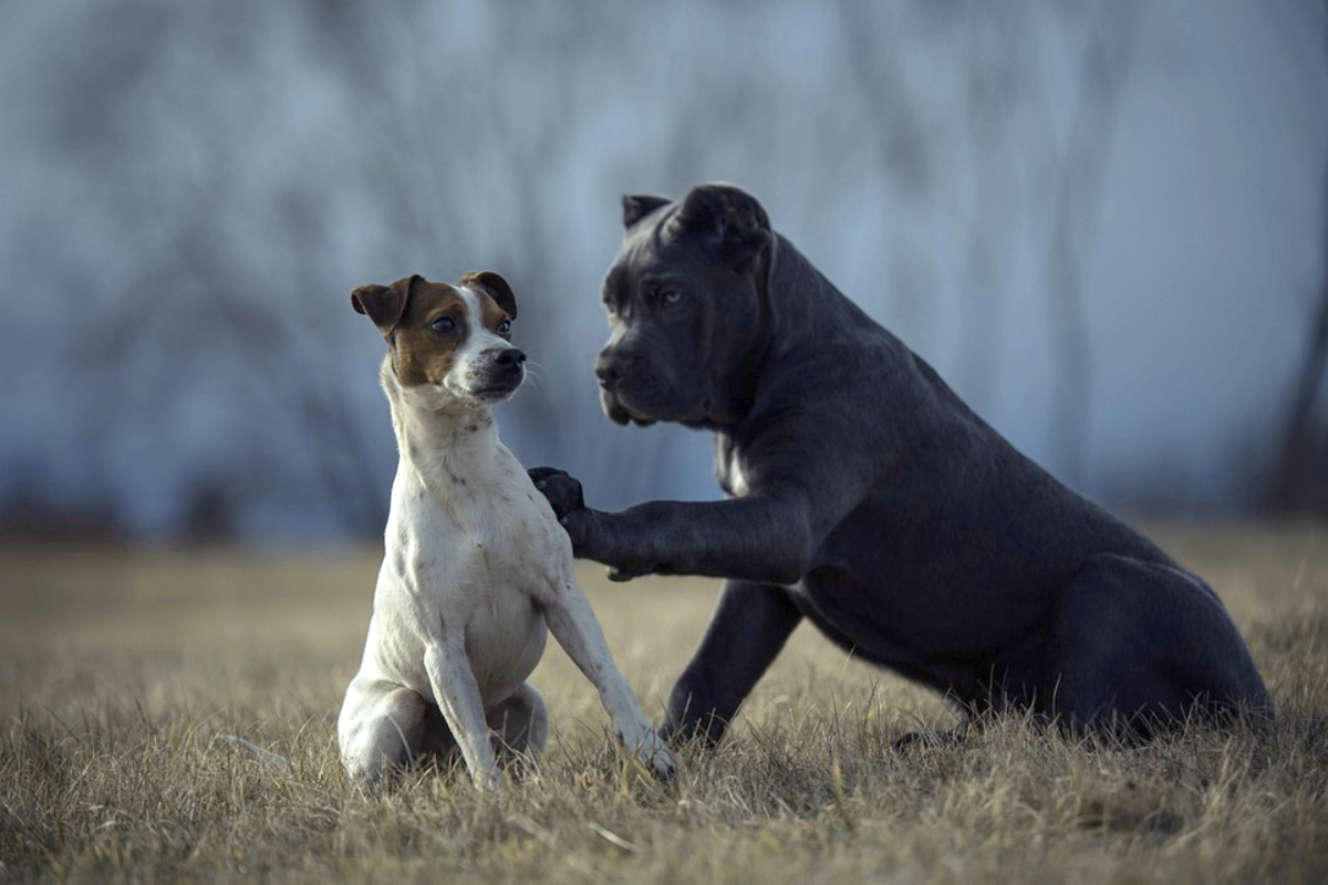 cuantas tetillas tiene un cane corso