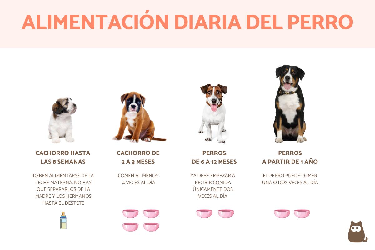 cuantas veces al dia debe hacer caca jack russell