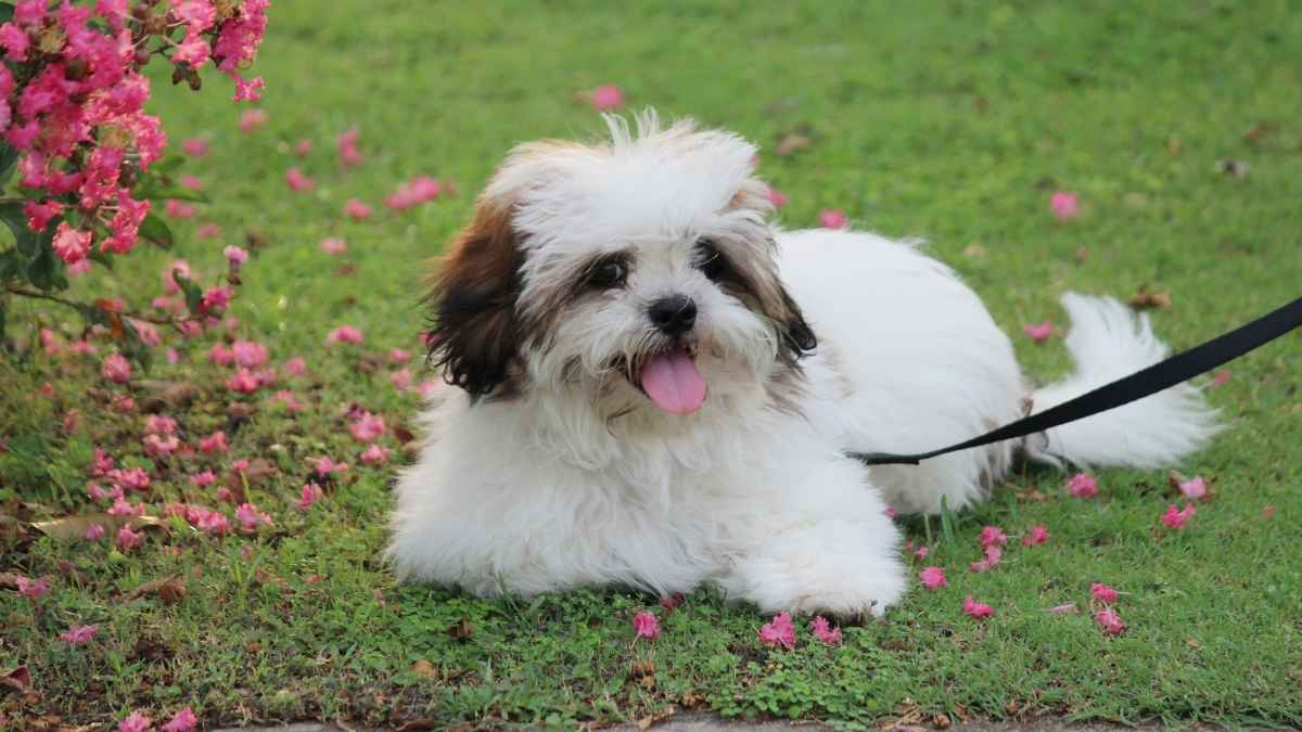 Cu Nto Cuesta Un Perro De Raza Lhasa Apso En Espa A Blog De Adopta Un