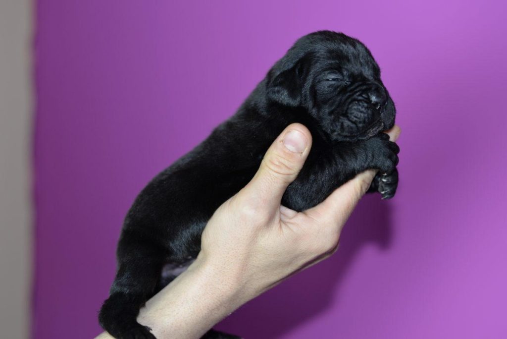 cuanto come un cane corso cachorro de 8 semanas