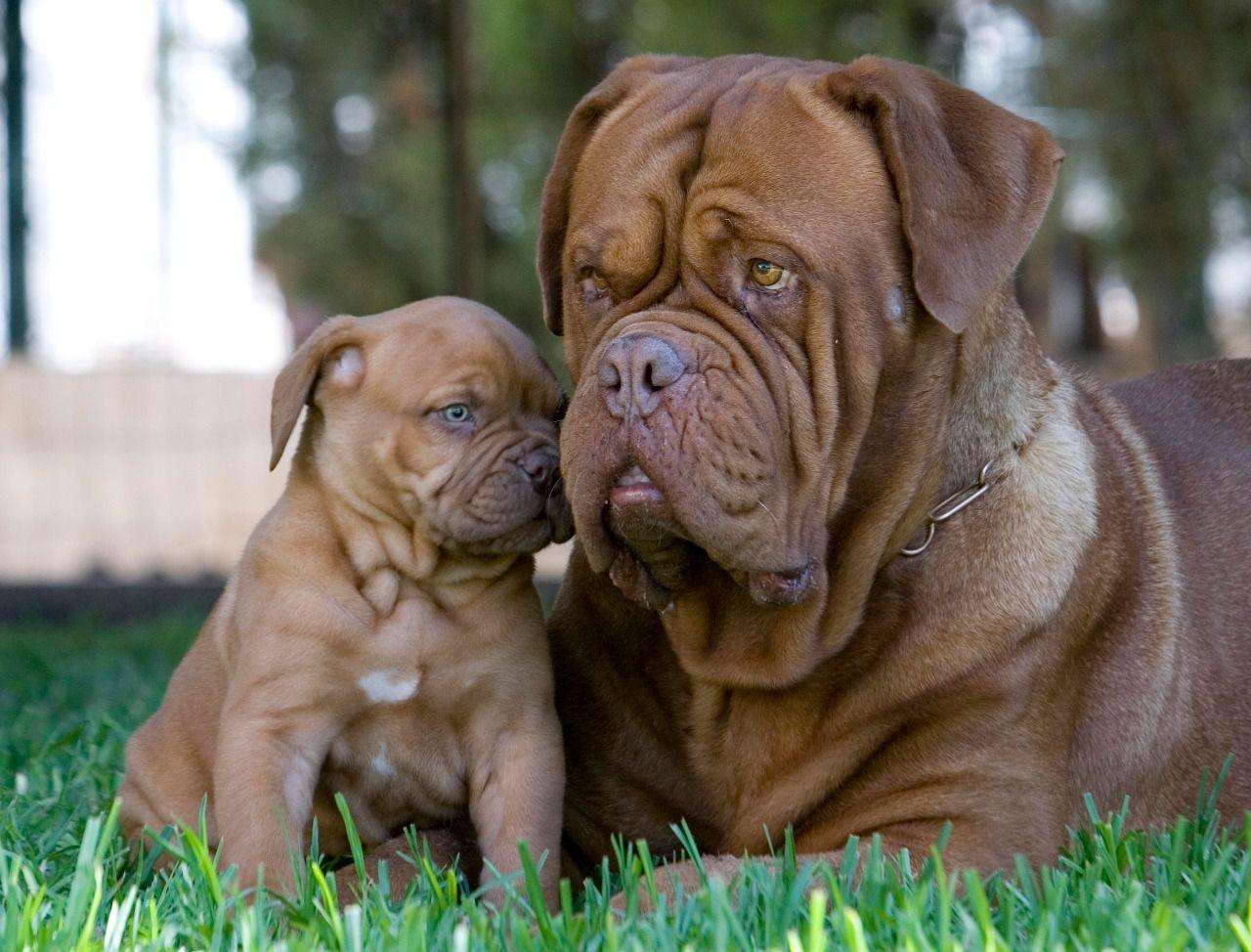 cuanto crecen los cachorros de dogo de burdeos