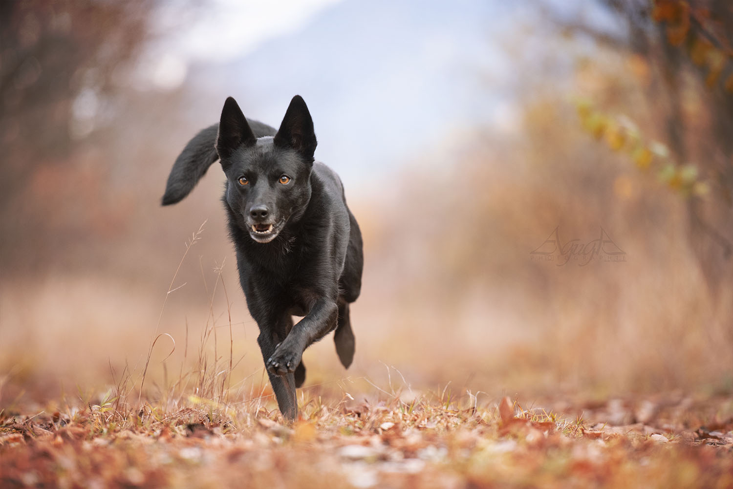 los perros nacen con orejas puntiagudas