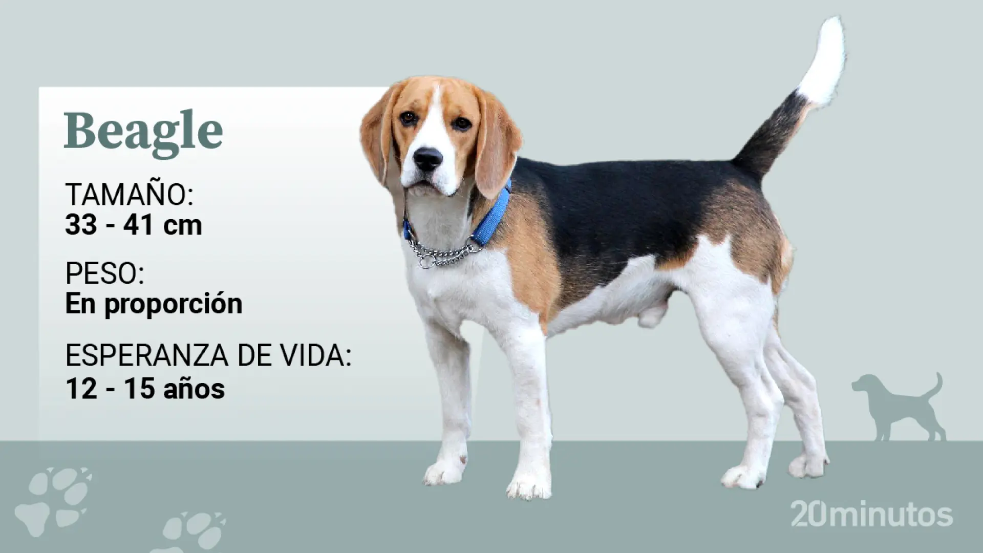 cual es la diferencia entre un beagle y un aguilucho