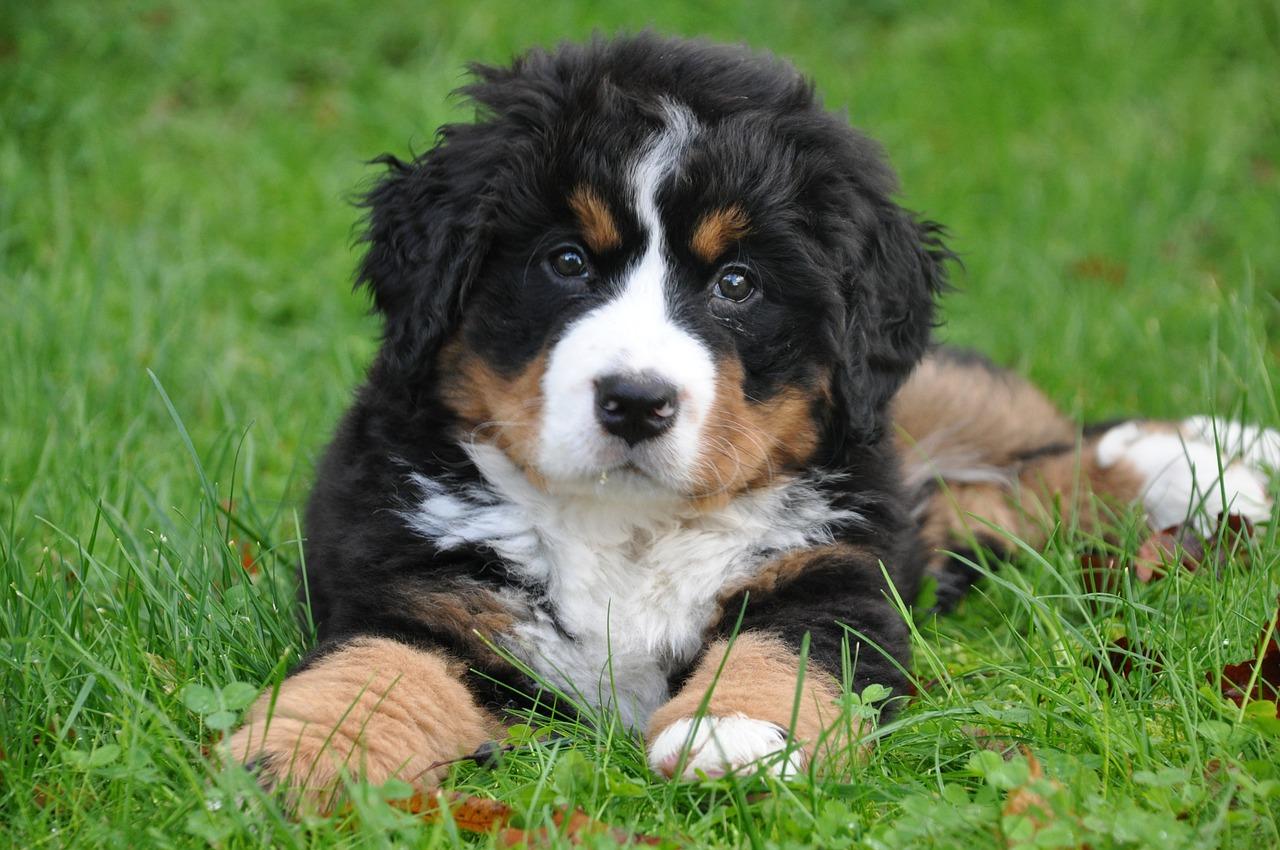 cuanto tiempo esta embarazada una boyero de bernese