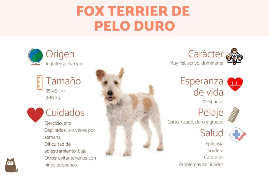 cuanto cuestan los cachorros de fox terrier de pelo duro