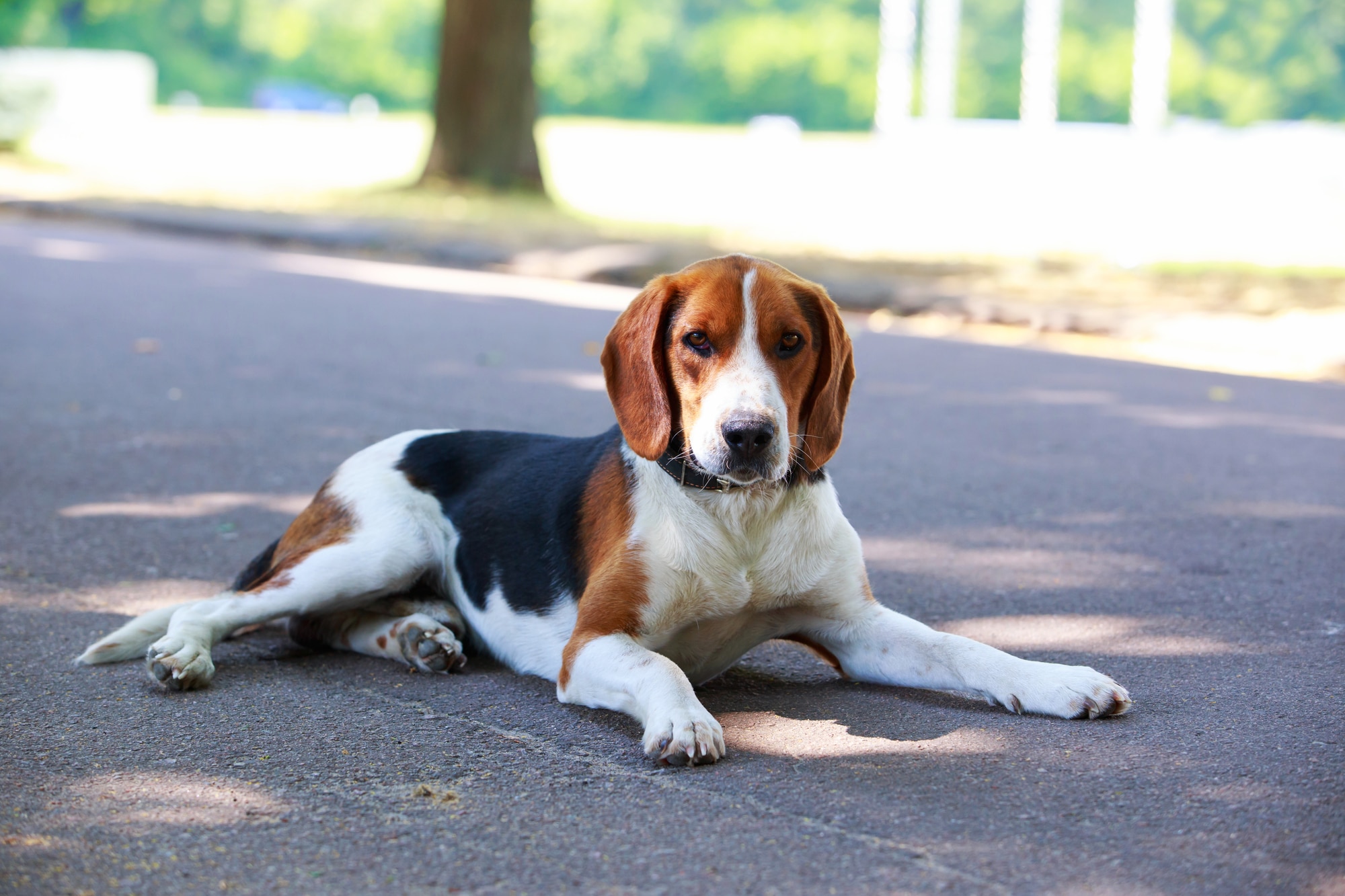 pueden un foxhound americano y un perro koyun ser amigos