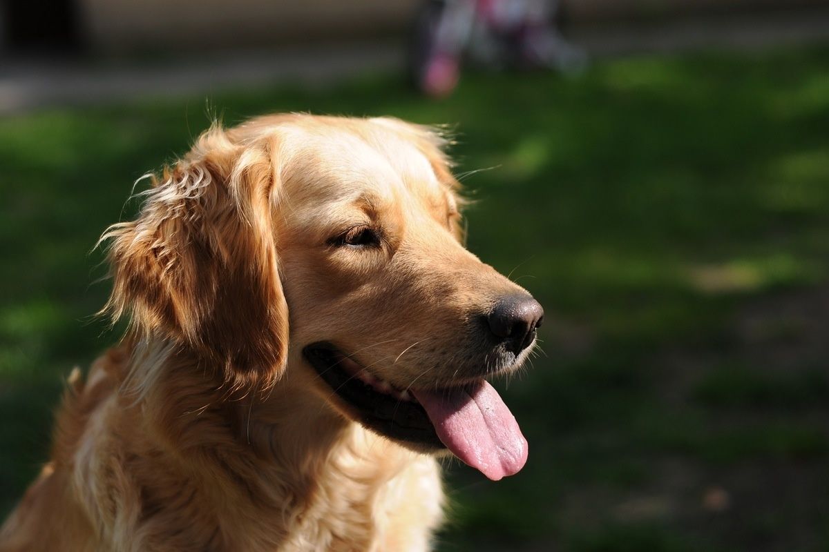 porque golden retriever