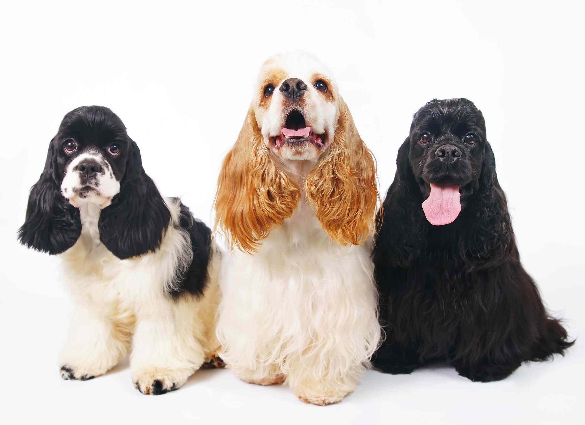 son huesos fácilmente digeridos por un cocker spaniel americano