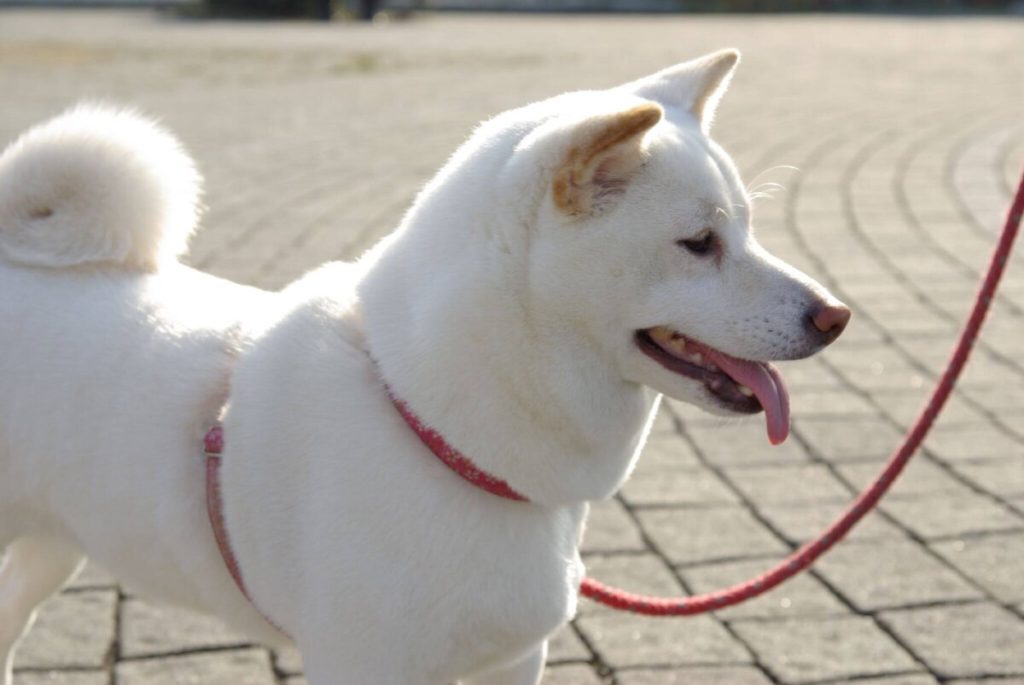 Qué le gusta al Kishu Inu | Blog de ADOPTA un Animal