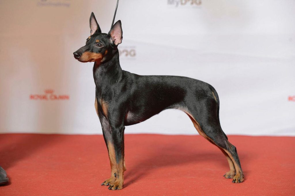 es lo mismo un manchester terrier que un pinscher miniatura