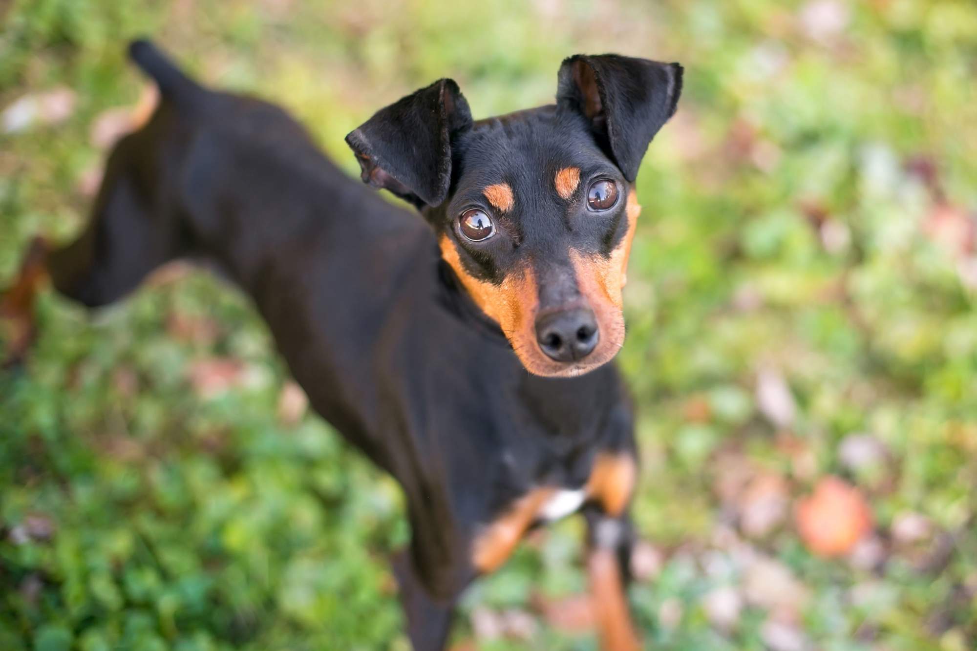 es lo mismo un manchester terrier que un pinscher miniatura