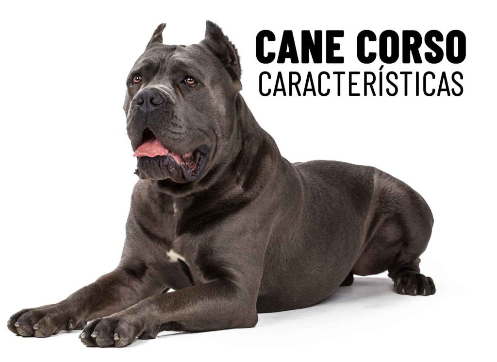 el cane corso muerde fuerte