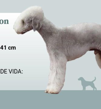 bedlington terrier tiene alergias