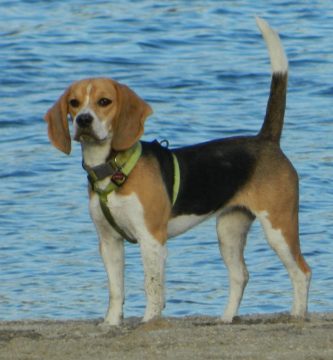 pueden un foxhound americano y un perro koyun ser amigos