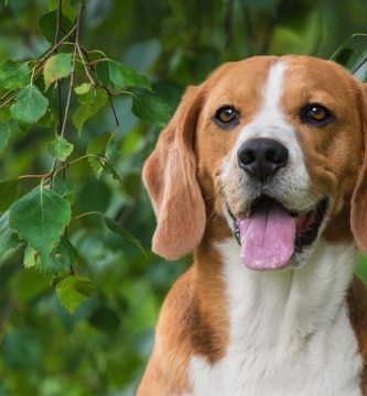 es un beagle harrier una buena mascota