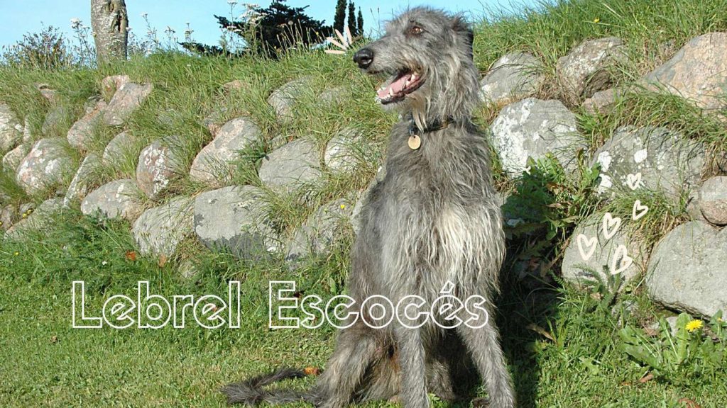 Qué Tengo Qué Saber Antes De Tener Un Lebrel Escocés | Blog De ADOPTA ...