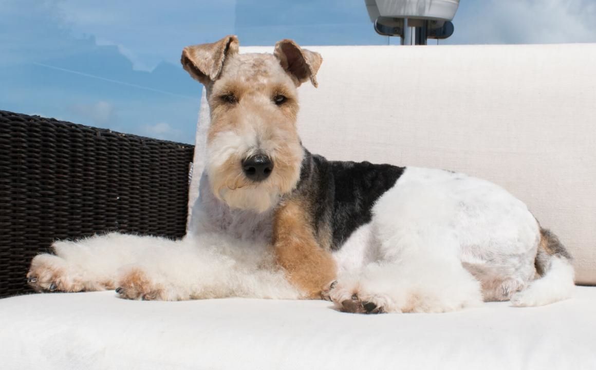 cuanto cuestan los cachorros de fox terrier de pelo duro