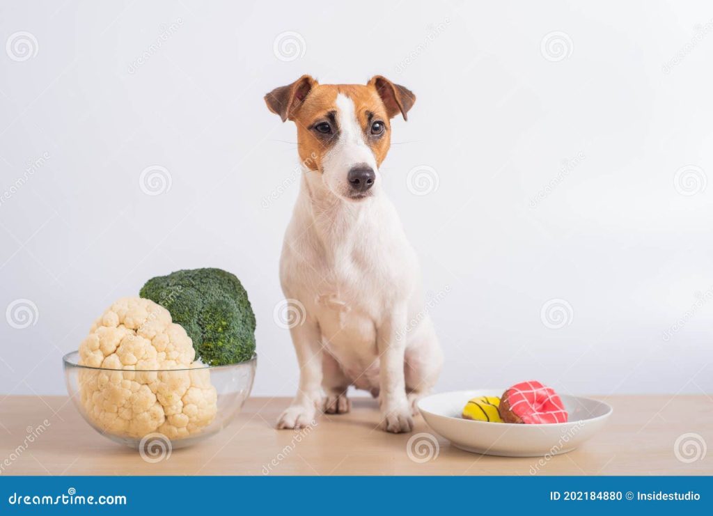 Qué Verduras Puede Comer Un Jack Russell Terrier Blog De Adopta Un Animal