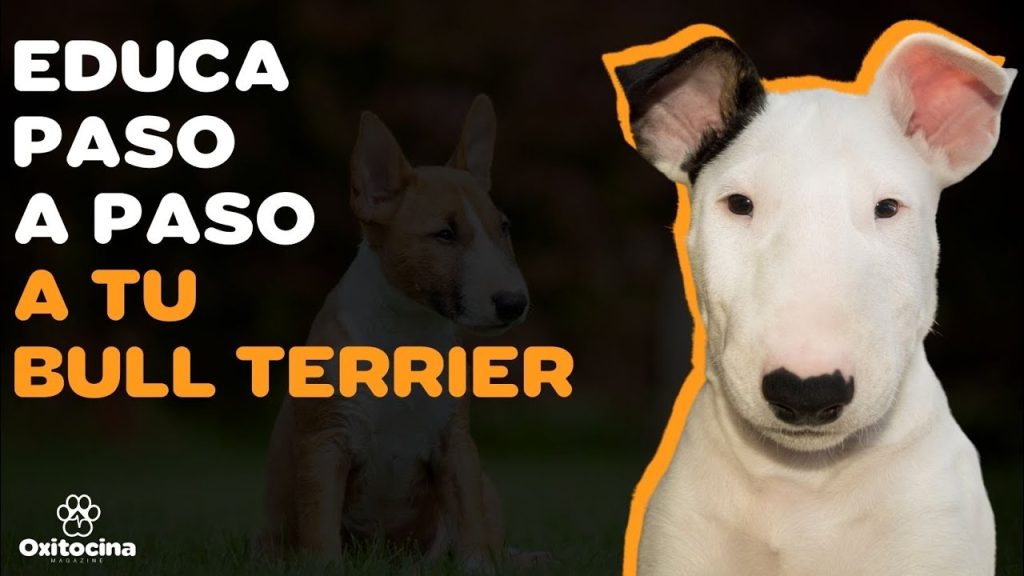 los bull terrier miniatura ladran mucho